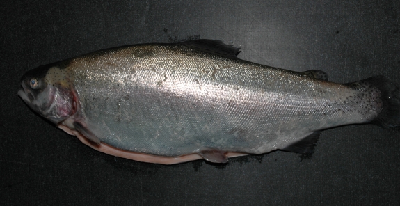 Ocean Trout, Steelhead Trout, Deep Sea Trout