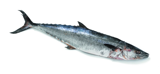 King Mackerel / Seafood Products / Buy Fresh From Florida