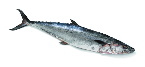 Kingfish, King Mackerel