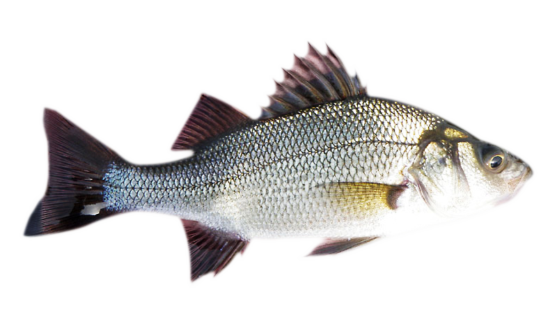 White Perch