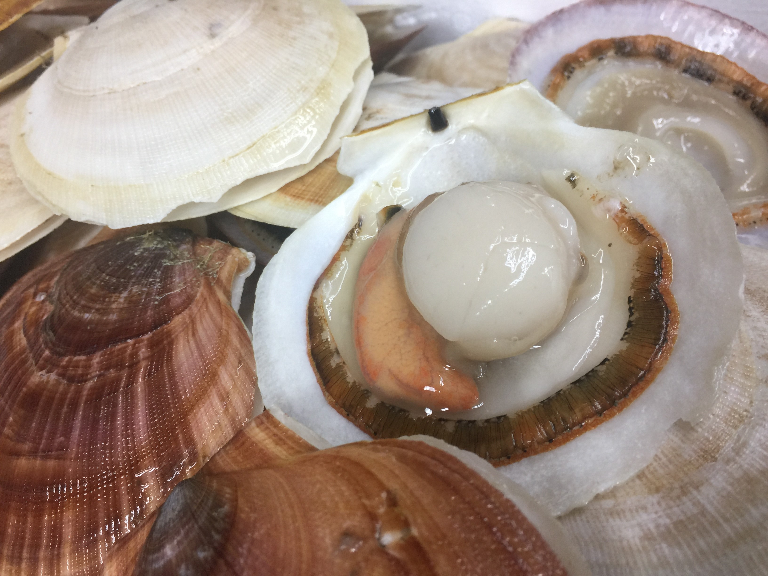 Scallops in Shell, Live Scallops